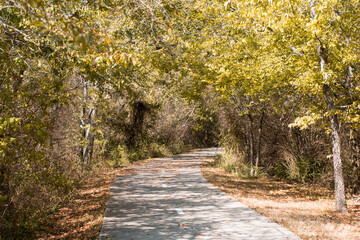 Fototapeta premium path in the park 