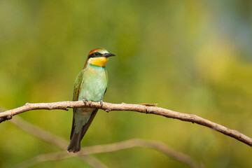 The European bee-eater (Merops apiaster) is a near passerine bird in the bee-eater family	