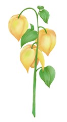 Watercolor illustration, physalis plant on a white background