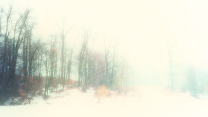Blurred. Winter landscape of an oak grove during a snowfall. Background