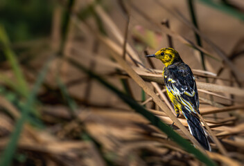 Yellow wagtail hidden in bush