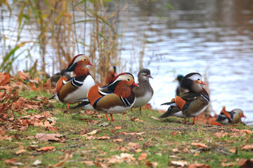 Mandarinente im Herbst
