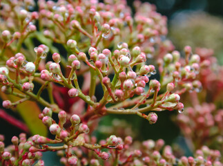Macro Bright Pink Green Alien Plant with Berries Dripping Wet Spring Summer Morning Dew Aesthetic Closeup Background