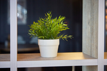Pogonatherum paniceum in a flower pot on a shelf in the interior.