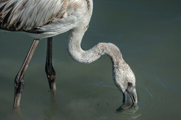 Flamant rose