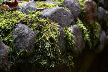 Green moss grown up cover the rough stones in the forrest. Show with macro view. Rocks full of the moss.