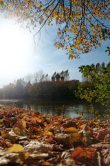 Autumn river landscape of picturesque nature with quiet river and yellowed autumn trees along the coast in the sunset