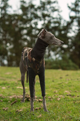 Small grey greyhound on the peak of a mountain in winter