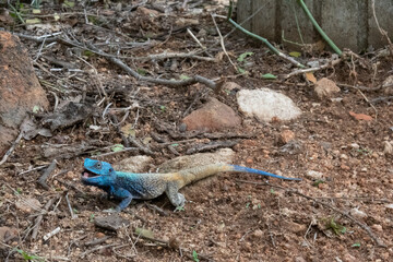 Southern Rock Agama male - Agama atra - with its characteristic bright blue head and tail when...