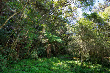 High altitude tropical forest in southern Brazil.