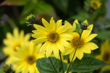 Closeup of flowers of Helianthus 'Lemon Queen' in late summer in garden