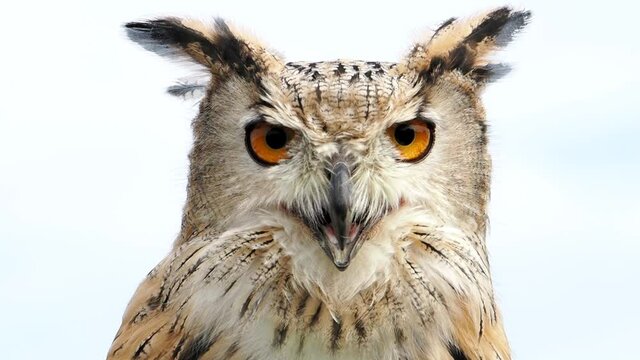 ein sibirischer uhu als portrait blickt direkt in die kamera, bubo bubo, mehrere szenen, slow motion