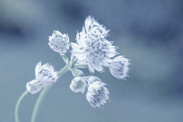 Biały kwiat kwitnącej Astrantii w letnim ogrodzie.