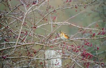 a redwing (Turdus iliacus) sits high amongst bare winter branches on Salisbury Plain chalklands, Wiltshire UK