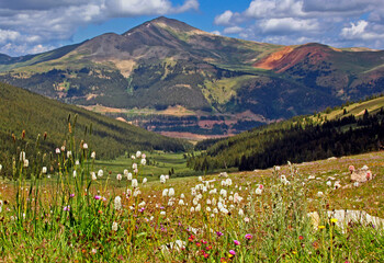 Fototapeta na wymiar Wildflowers along Colorado's Mayflower Gulch Trail near Leadville with Jacques Peak in the background
