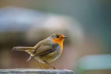 a robin redbreast (Erithacus rubecula) on a wooden bird feeder table