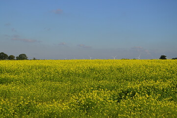 gelbe Blüten und Windräder