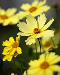 Fototapeta premium Closeup of flowers of Coreopsis verticillata 'Moonbeam' in a garden