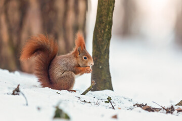 small Eurasian red squirrel (Sciurus vulgaris) in the winter forest he has something to eat