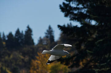 A Ring Billed Gull in Flight