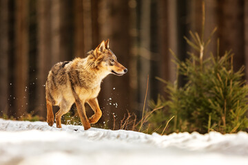 Obraz premium Eurasian wolf (Canis lupus lupus) running on the old path through the snow around the forest