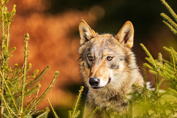 Eurasian wolf (Canis lupus lupus) beautiful portrait among the branches of the forest