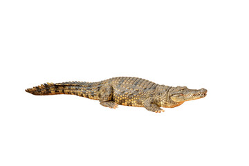 crocodile isolated on white background