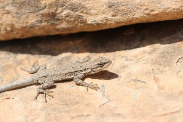 a lizard in southern utah