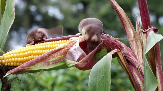 m&auml;use, mus musculus, laufen auf einer Maispflanze, mehrere dynamische szenen