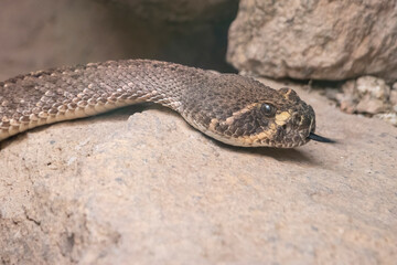 rattlesnake in arizona
