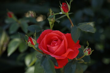 Pretty red rose 