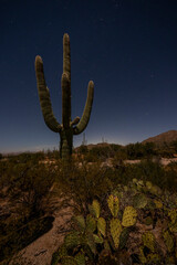saguaro cactus at night under a full moon with stars