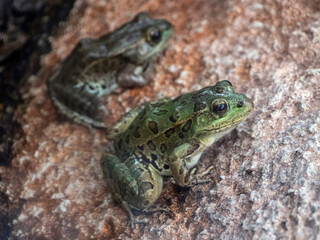 bullfrogs in arizona