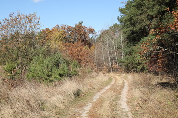 The foot path in the forest