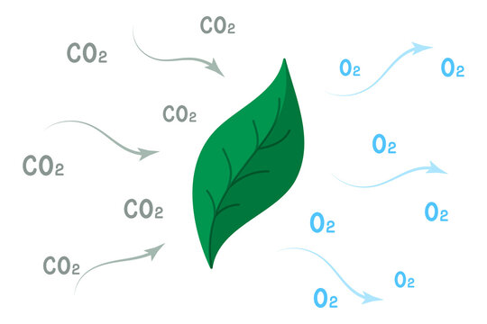 One of the stages of photosynthesis is the conversion of carbon dioxide into oxygen. Simple flat vector illustration