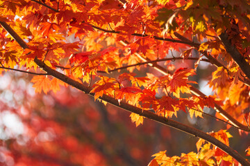 Red and golden autumn leaves