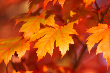 Red and golden autumn leaves
