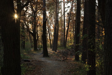 The foot path in the forest
