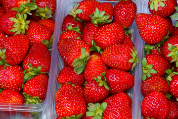 background of freshly harvested strawberries freshly picked from branch, selective focus