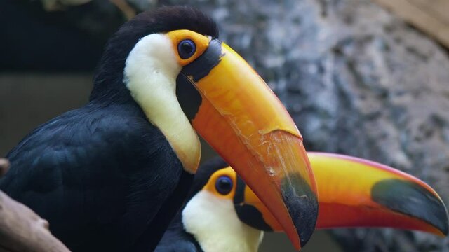 Ramphastos toco. Common or giant toucan sitting, turning head, looking around. Exotic tropical bird with black body plumage, white chest, huge beak. Close up. Birdwatching, zoo, wildlife