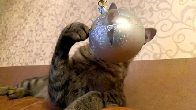 cat kurilian bobtail playing with a christmas ball slow motion