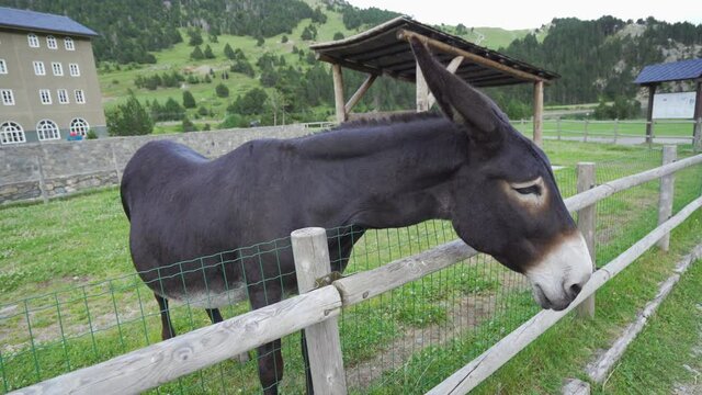 donkey or Equus africanus asinus looking over a fence