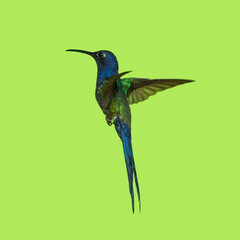 Beija Flor Voando Chroma