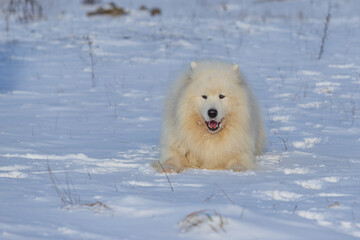 Samoyed - Samoyed beautiful breed Siberian white dog. The dog stands on a snowy path by the bushes and has his tongue out.