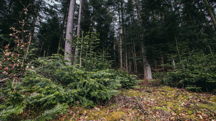 Schwarzwald bei Enzklösterle