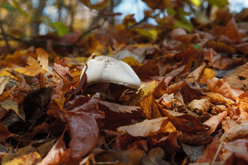 Champignon in the foliage of an autumn forest