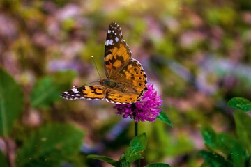 butterfly on flower