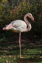 flamingo in the zoo