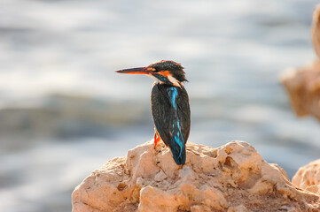 Common kingfisher(male) sitting on a stone