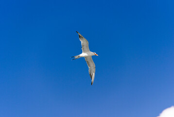 Seagull flying under blue sky